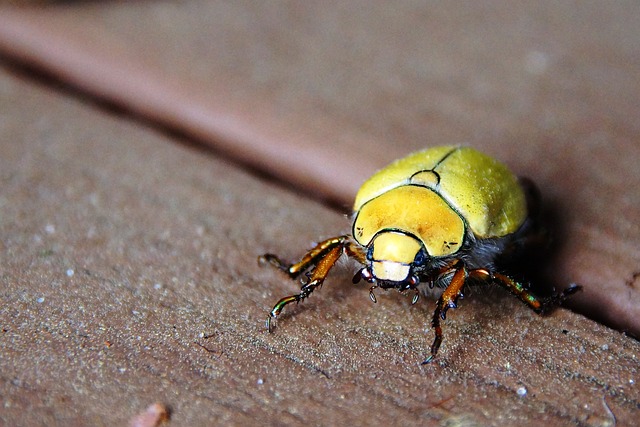 곤충 식품에 대한 세대별 인식 차이: Z세대는 어떻게 생각할까?