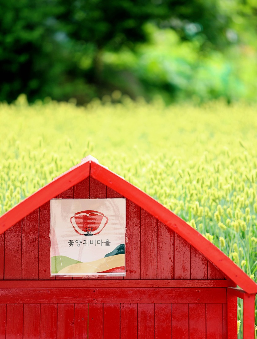 용수골꽃양귀비축제 기본정보