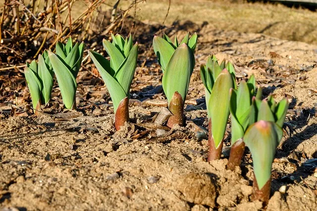 마늘장아찌 담그는 방법과 아삭하게 만드는 비법_2
