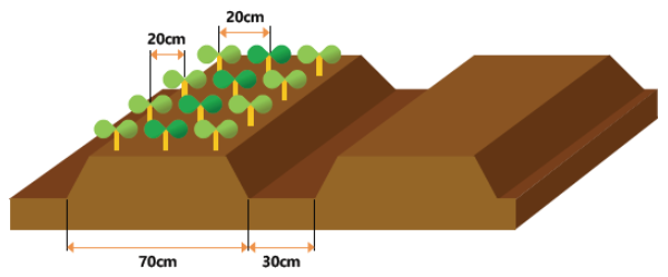 땅콩 밭 만들기