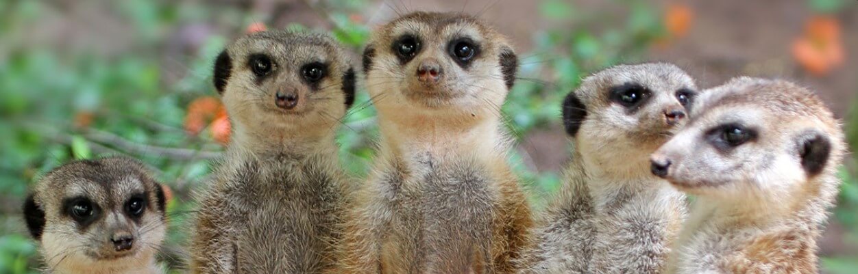 울산대공원장미축제