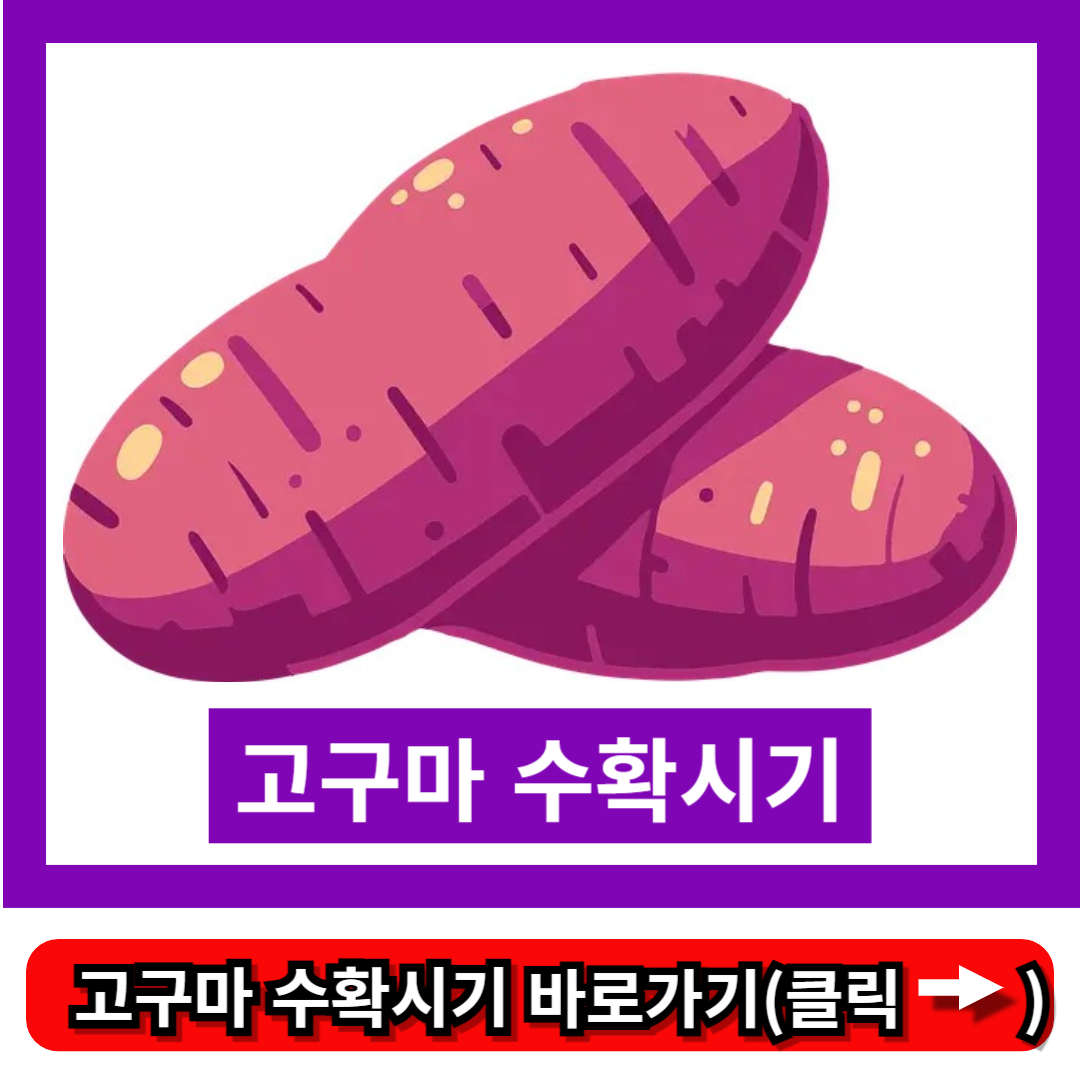 고구마 수확시기