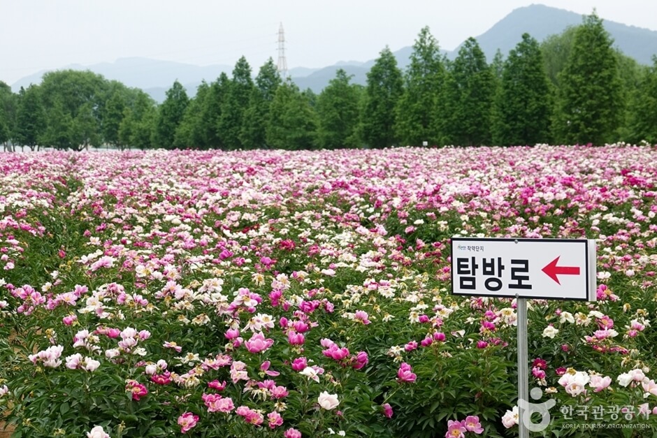 합천 핫들생태공원 작약꽃