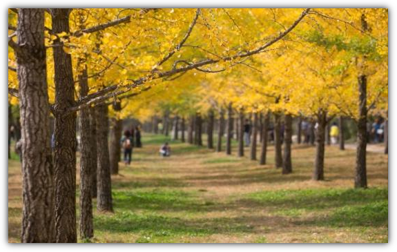 홍천 은행나무숲