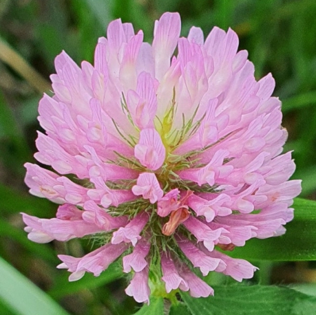 가을에 피는 꽃 토끼풀