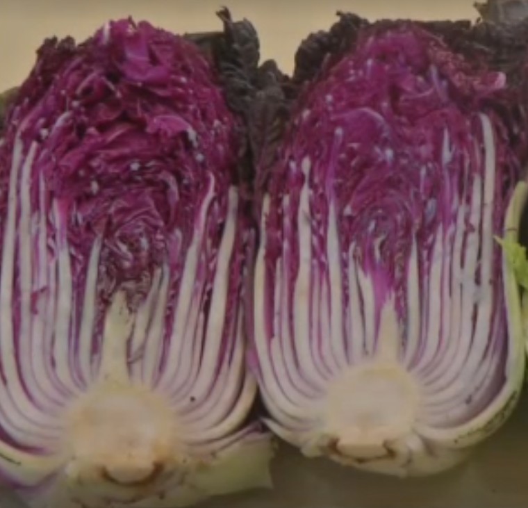 빨간배추 효능 및 요리법 / 보관법(냉장, 냉동)