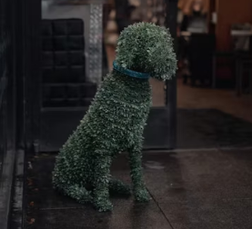 애견미용샵 창업에 대하여 알아보기