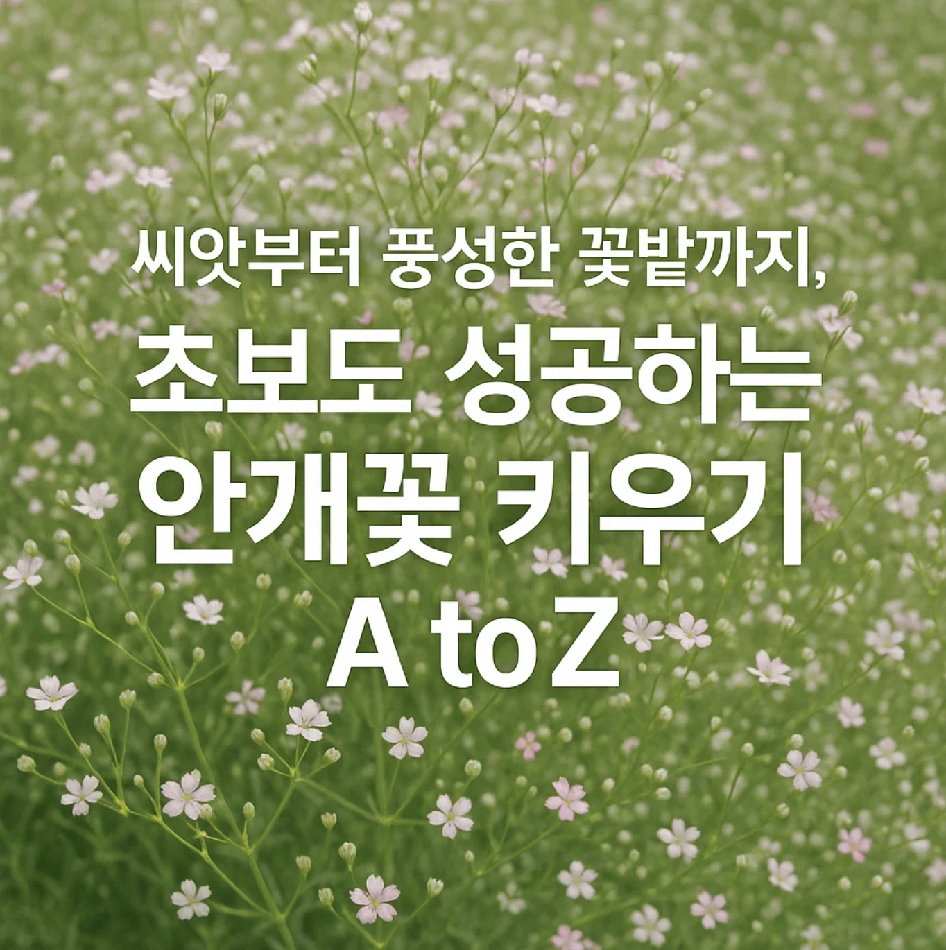 씨앗부터 풍성한 꽃밭까지, 초보도 성공하는 안개꽃 키우기 A to Z