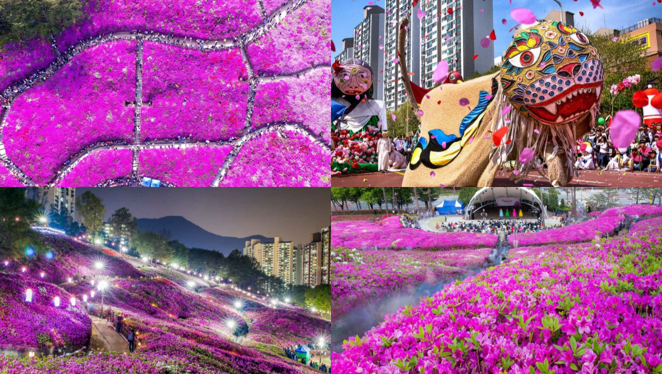 군포 철쭉축제기간