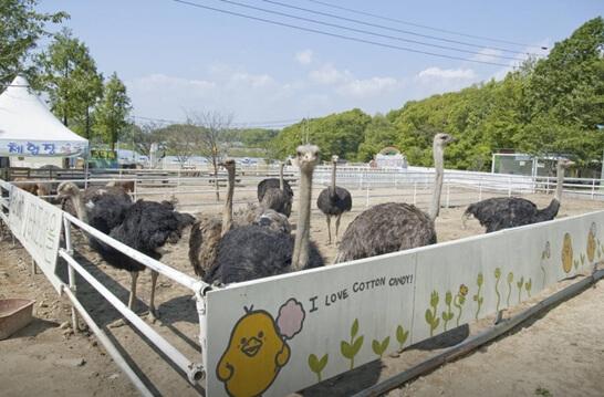 우농타조농장-파주-가볼만한곳-추천