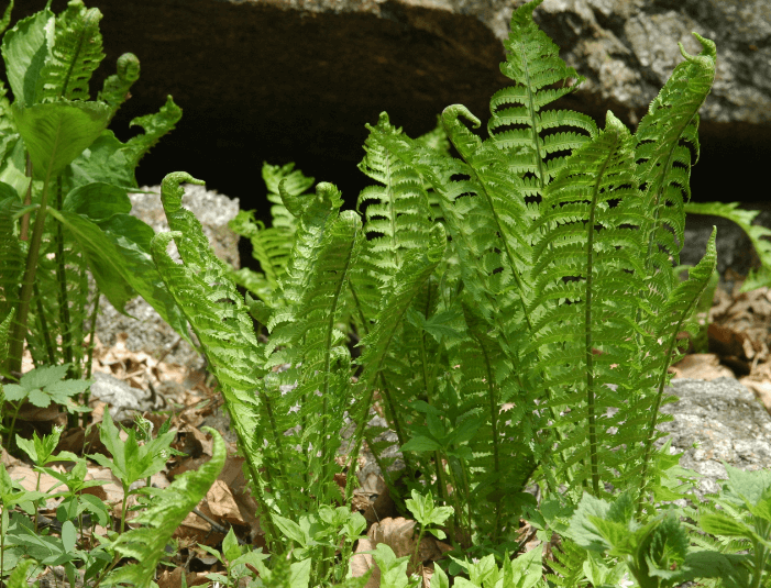 고사리-식물-사진