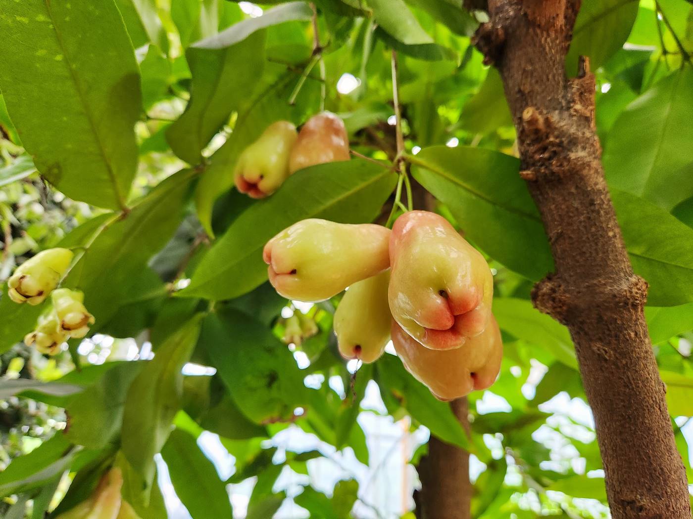 말레이애플 Malay Apple