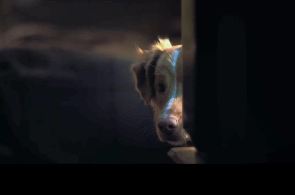 강아지 나오는 영화 추천 굿보이 다시보기 줄거리&amp;#44; 결말&amp;#44; 해석&amp;#44; 리뷰 및 후기