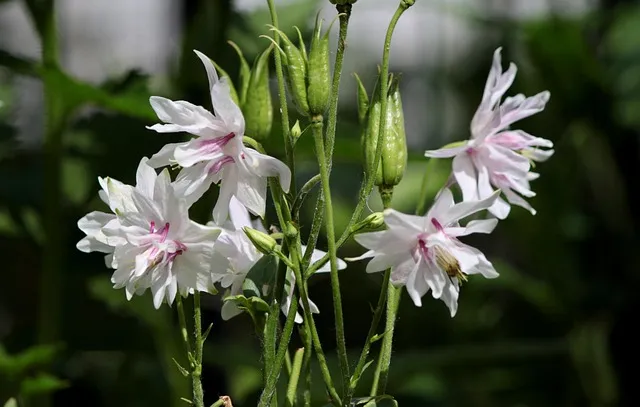 충북 보은 구병산 최단 등산코스 난이도 거리 정보 정리_9