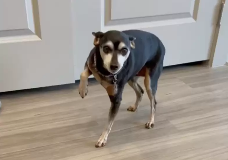 강아지의 아픈 척하기 이미지