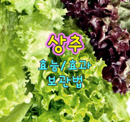 상추-효능-효과-보관법