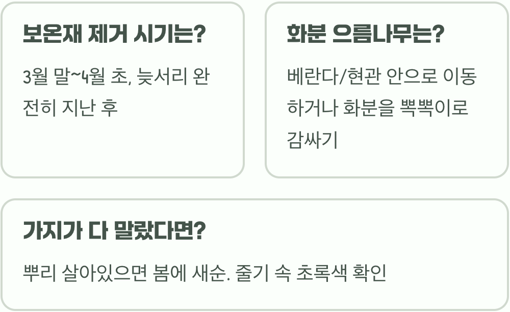 겨울철 으름나무 월동, 노지에서 성공하는 방법