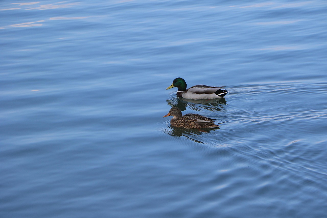 강릉 경포 호수 관련 사진