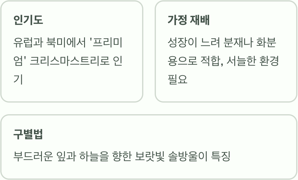 세계인의 크리스마스 트리가 한국 나무? 구상나무의 비밀
