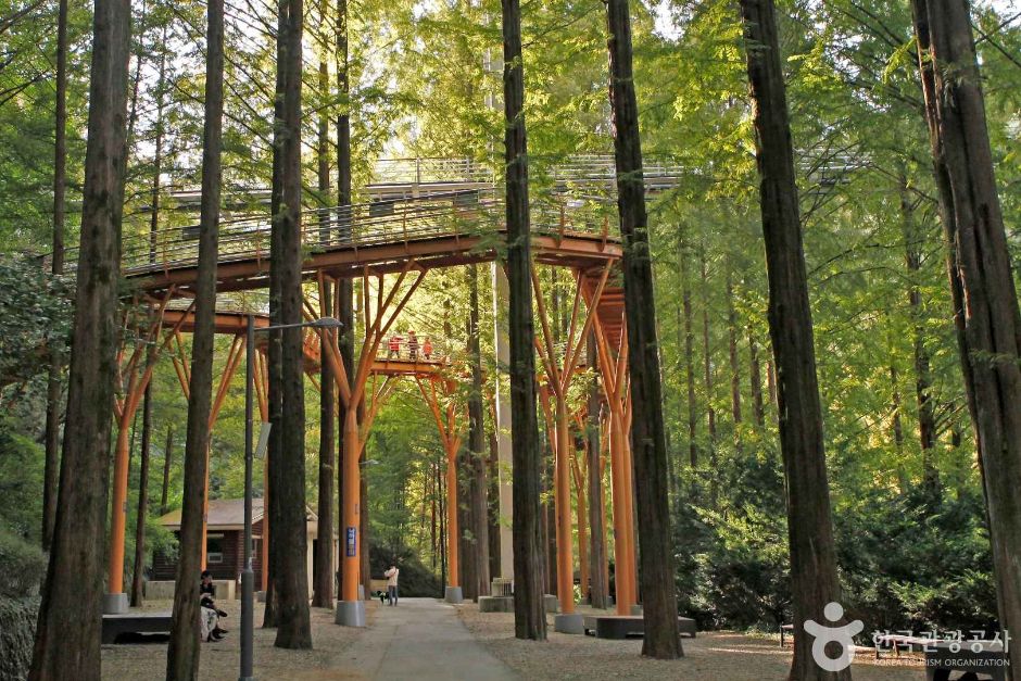 장태산 자연휴양림 메타세퀘이아 스카이웨이 출렁다리 피톤치드