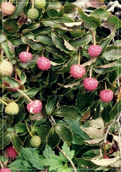 산딸나무 열매 효능, 먹는 방법 및 부작용