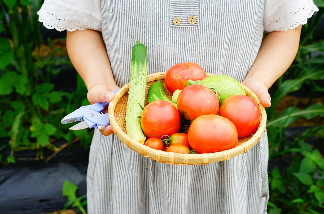 텃밭에서 가꾼 채소 사진