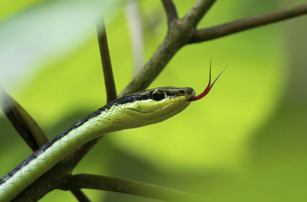 2026년 뱀띠 운세 (+태어난 년도별 운세 총정리)