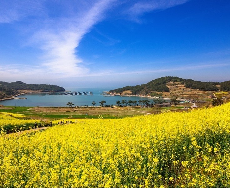 청산도 유채꽃밭