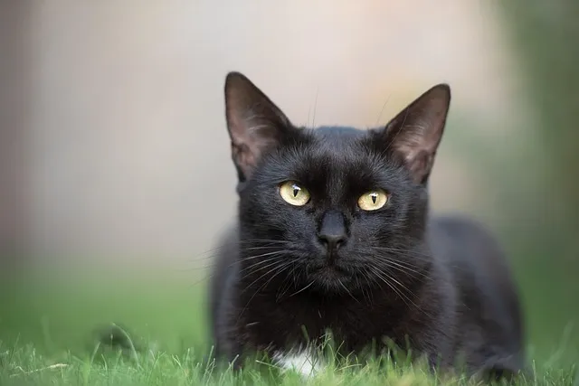 고양이 새끼가 나오는 꿈