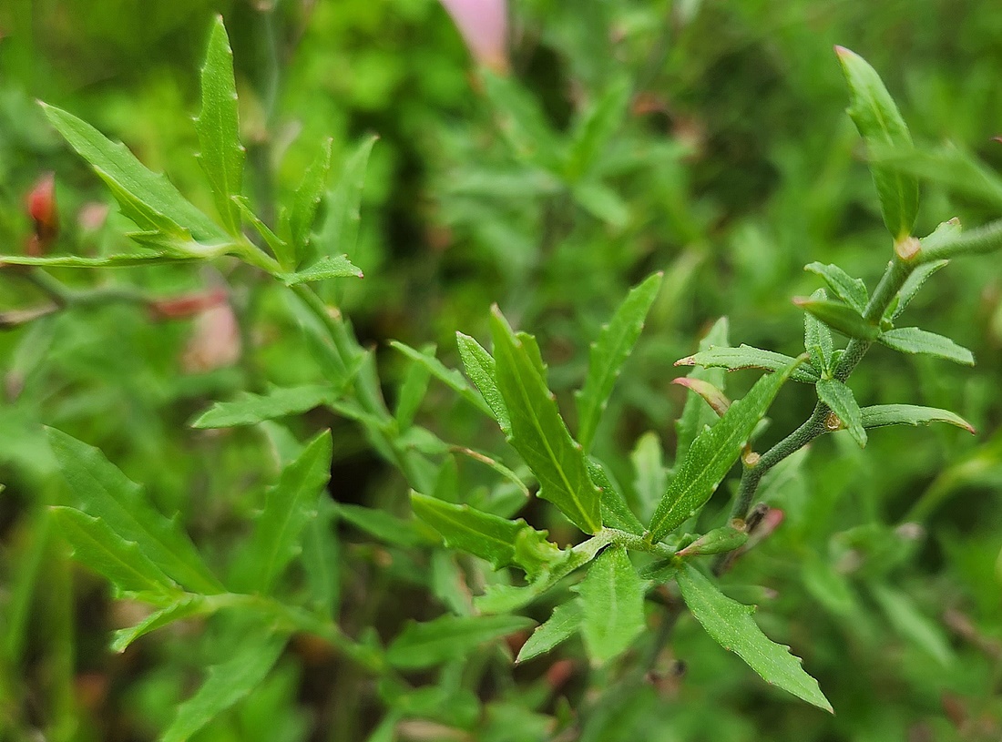 분홍낮달맞이꽃