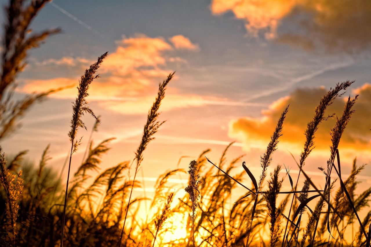 강진만 갈대축제