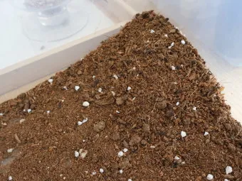 마사토 배합 비율 배수력개선 분갈이기본 시니어도 쉽게_14