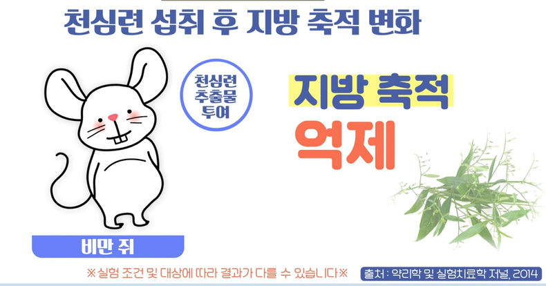 천심련 효능