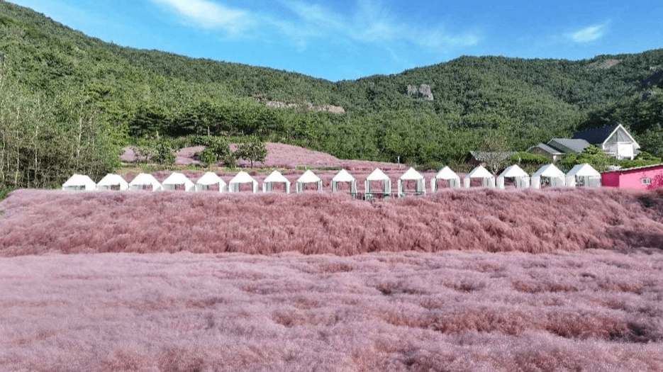 고창 핑크뮬리 축제