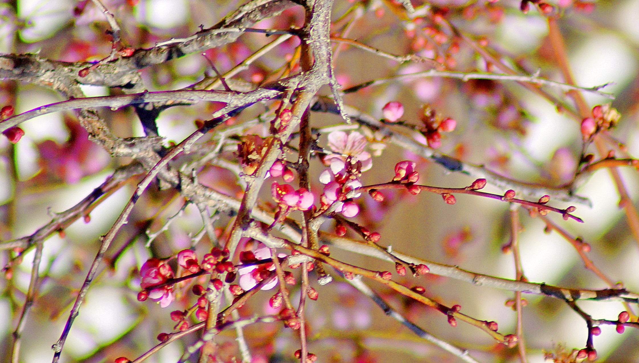 양산통도사 자장매