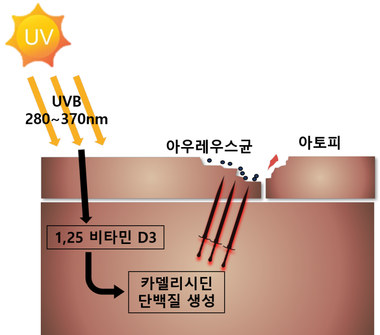 카델리시딘 단백질 합성