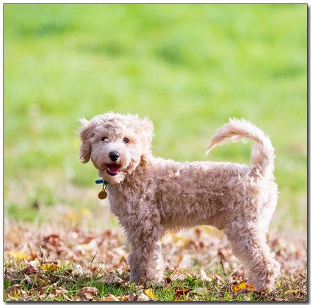 ๋์ฝ ๋น์ํ๋ฆฌ์ 