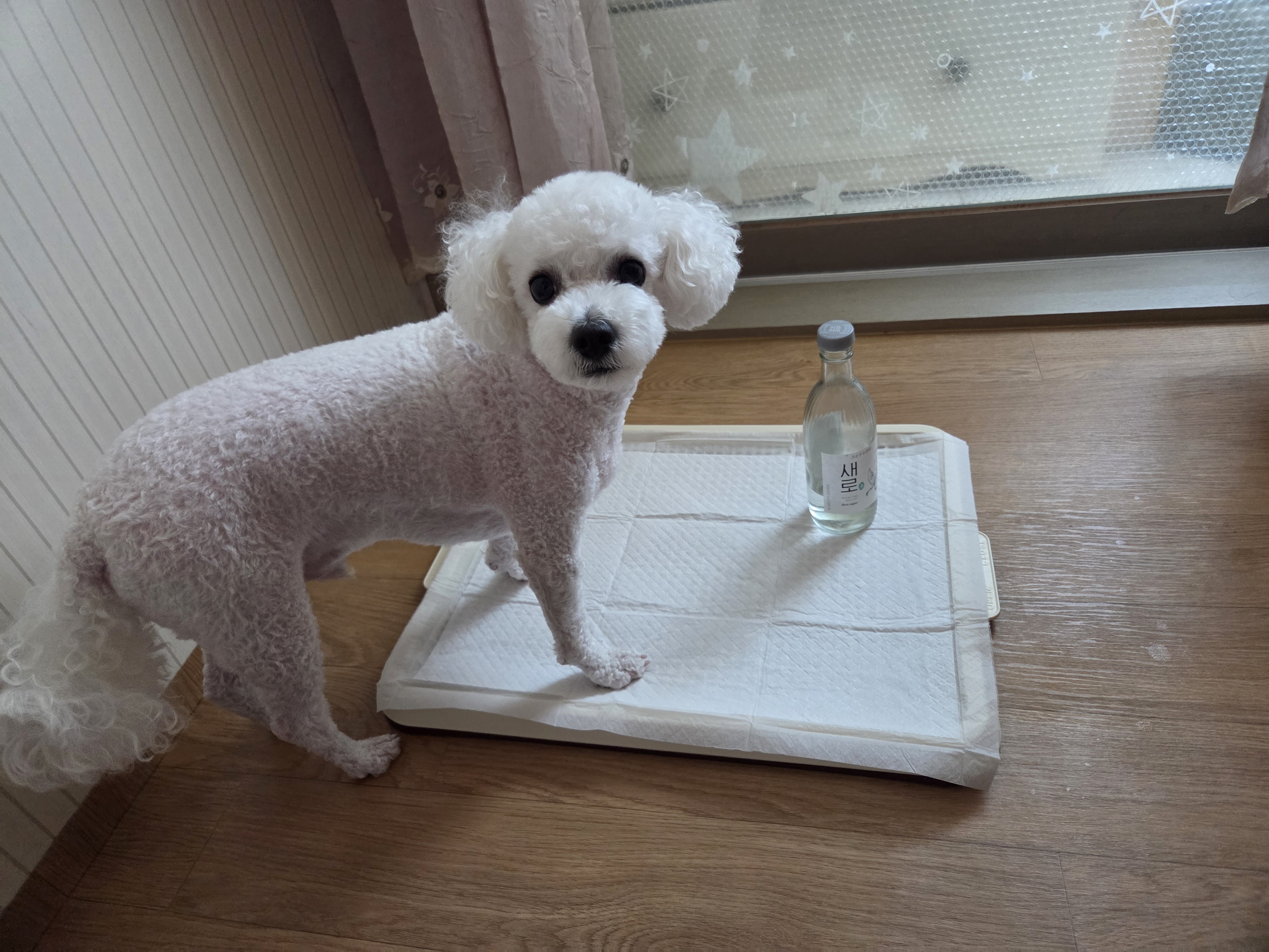 반려견 소변냄새에 소주를 사용하면 좋습니다