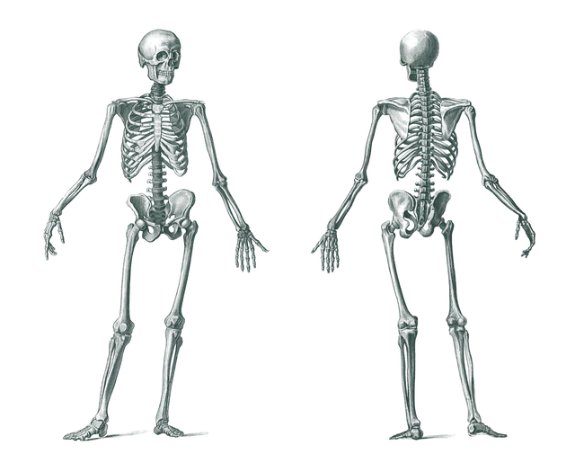 시상면, 돌림축, 운동사슬&hellip; 재활치료 전 꼭 알아야 할 관절의 언어