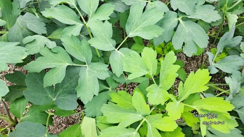 방풍나물 재배 모종 심기 바람막이 설치 생육 관리_2