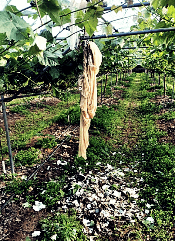 오물풍선 3차 살포