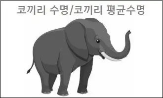 코끼리 수명 코끼리 평균수명