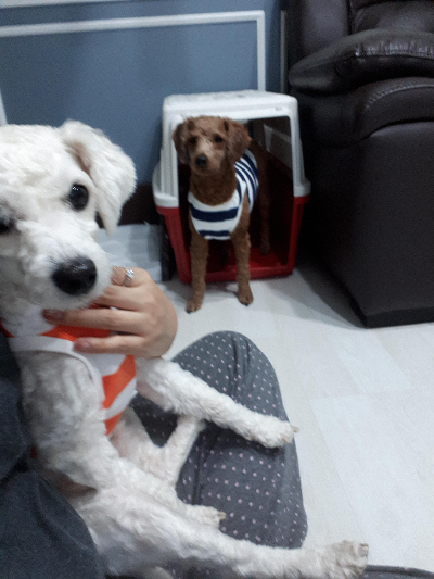 강아지가 집에서 편안하게 지낼 수 있는 생활공간 만들기