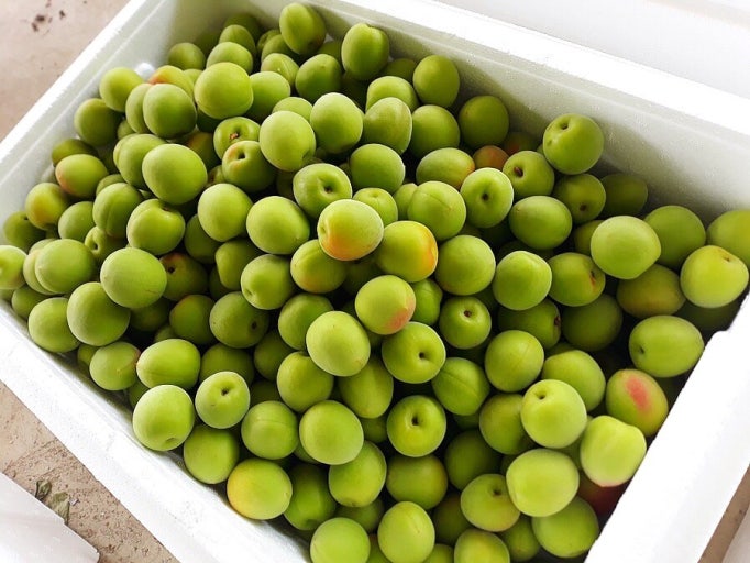 매실 효능 부작용