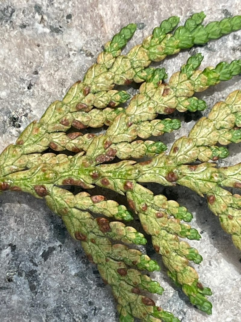 측백나무 검은돌기잎마름병 1