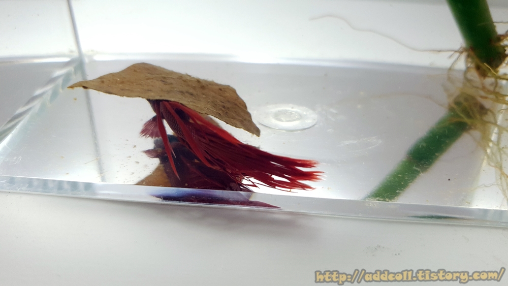 알몬드 잎 밑에 들어가있는 베타