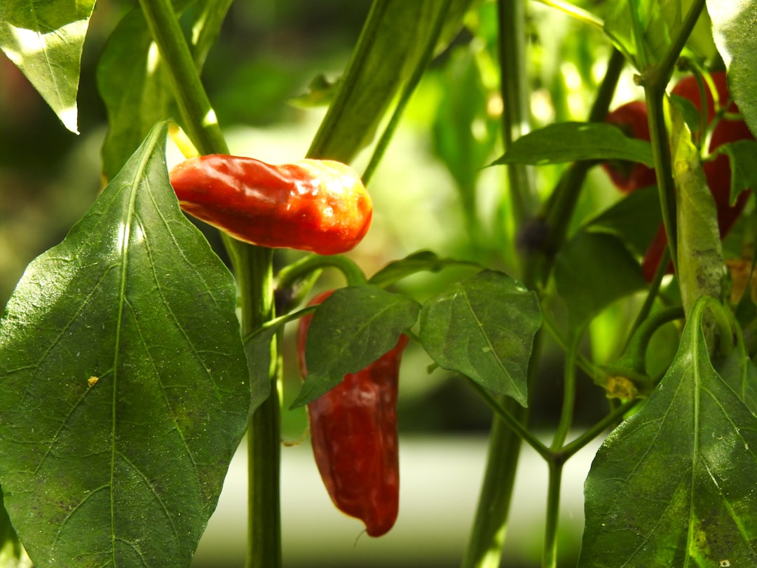 Gochu (pepper)