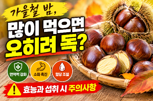 가을철 밤&amp;#44; 많이 먹으면 오히려 독? 효능과 섭취 시 주의사항