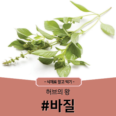 바질