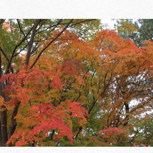 아침 이슬이 맺힌 가을 논 풍경